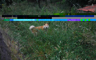 Se questo è un……cane